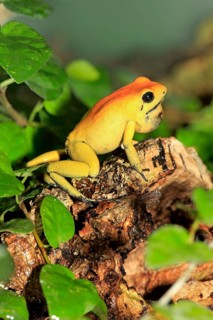 Black-legged poison frog