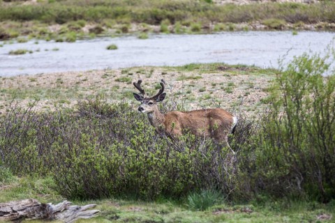 Mule deer
