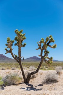 Joshua tree