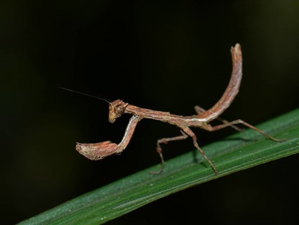 Mantis