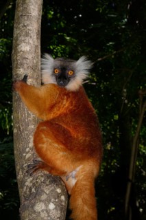 Black lemur