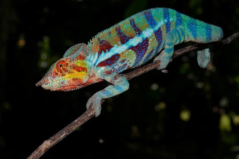 Panther chameleon