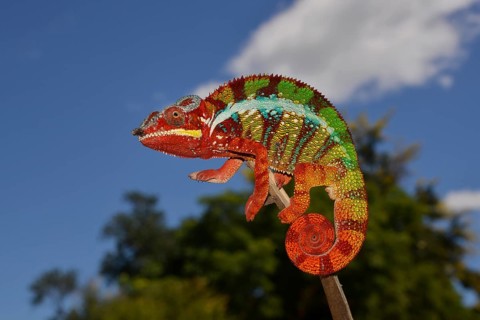 Panther chameleon