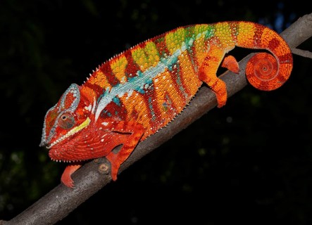 Panther chameleon