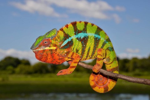 Panther chameleon