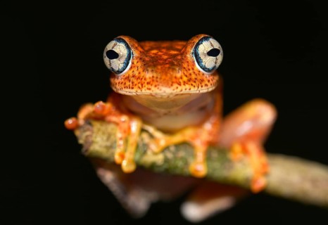 A nocturnal frog