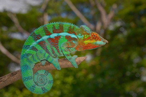 Panther chameleon
