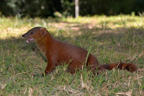 Ring-tailed mongoose