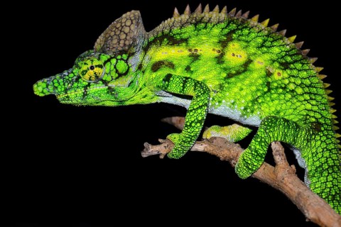 Antimena chameleon