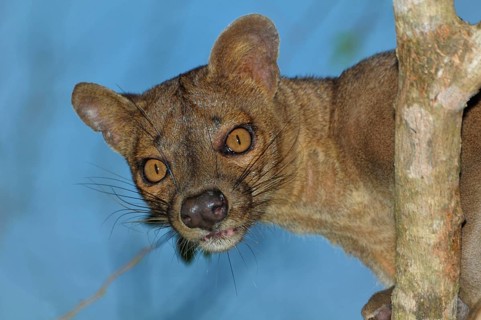Fossa or civet