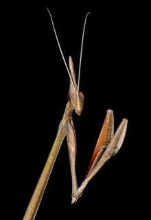 Mantis