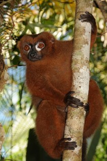 Red-bellied lemur