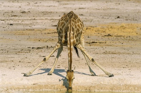 Southern Giraffe