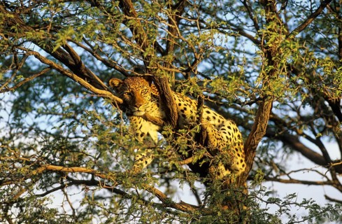 Leopard