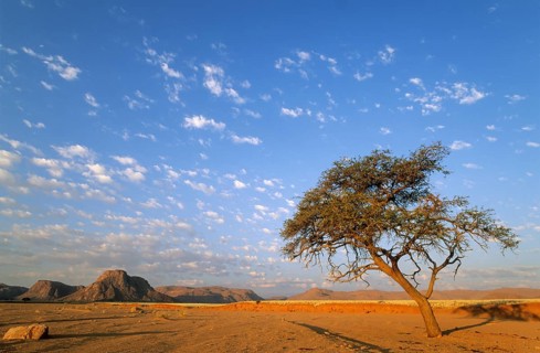 Camelthorn tree