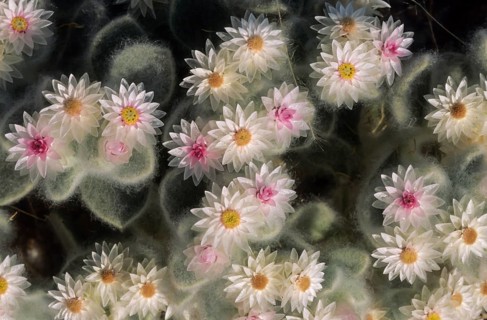 South-West Edelweiss
