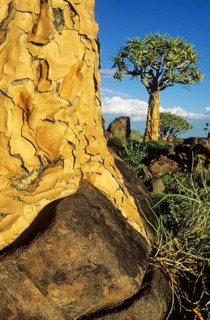 Quiver Tree