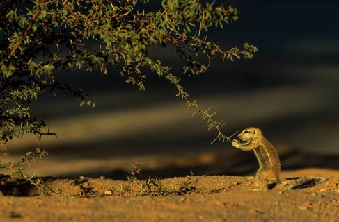 Cape Ground Squirrel