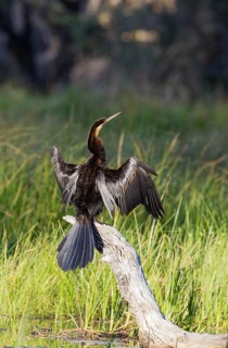 African Darter