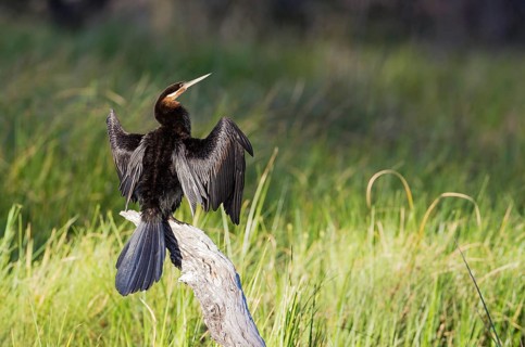 African Darter