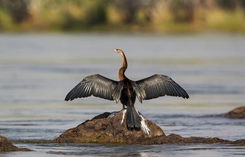 African Darter