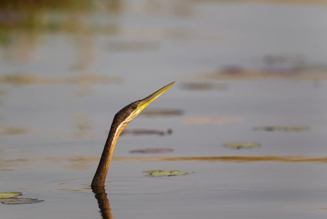 African Darter