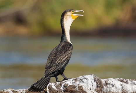 White-breasted Cormorant