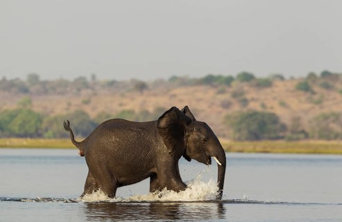 African Elephant