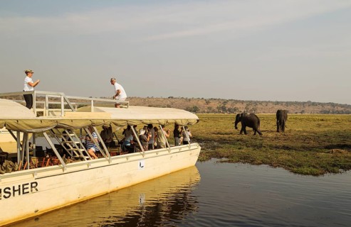 Tourists on a boat cruise on the Chobe River observe a group of feeding African Elephants