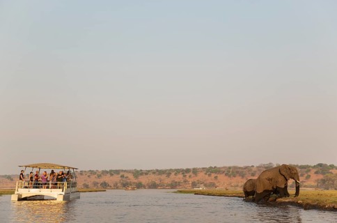Tourists on a boat cruise on the Chobe River observe a group of African Elephants