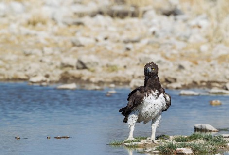 Martial eagle