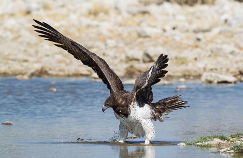 Martial eagle