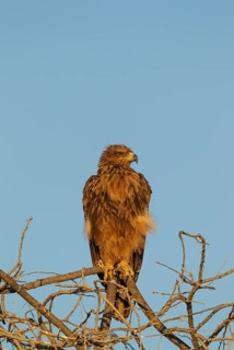 Tawny eagle