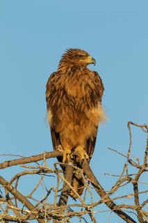 Tawny eagle