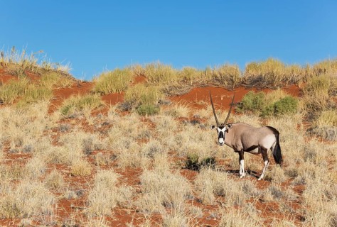 Gemsbok or gemsbuck