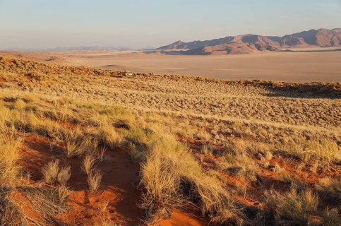 Evening landscape with bushman grass
