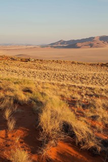 Evening landscape with bushman grass