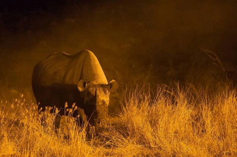 Black rhinoceros or hook-lipped rhinoceros