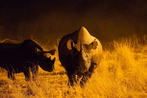 Black rhinoceros or hook-lipped rhinoceros