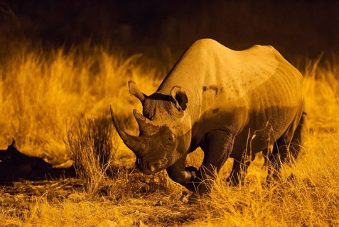 Black rhinoceros or hook-lipped rhinoceros