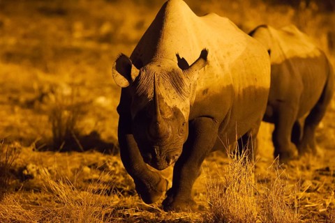 Black rhinoceros or hook-lipped rhinoceros