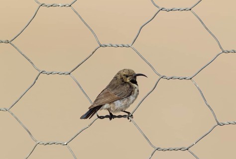 Dusky sunbird