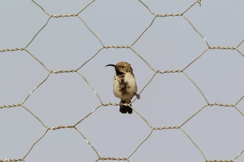 Dusky sunbird