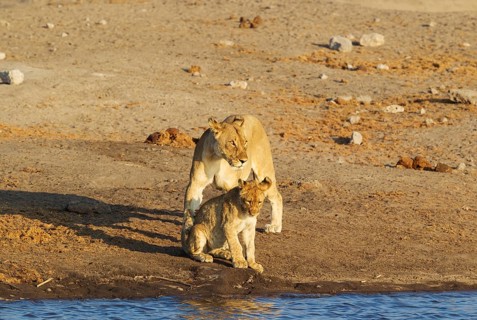 Lion