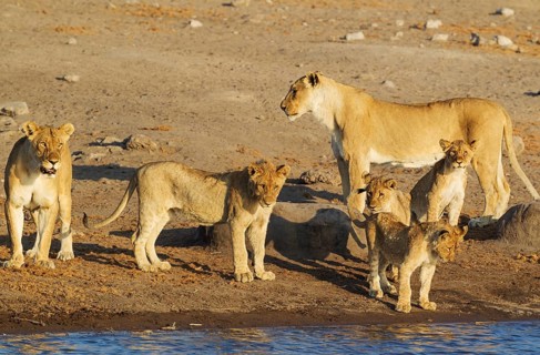 Lion