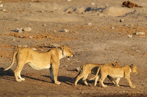 Lion