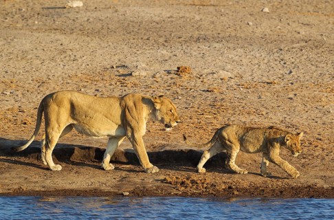 Lion