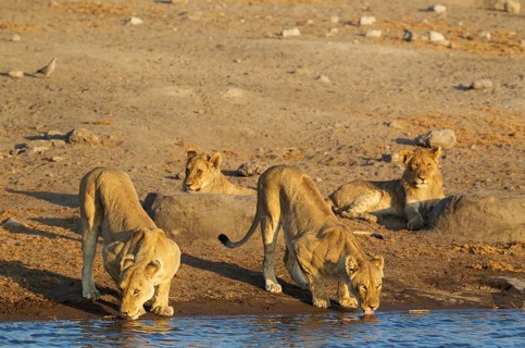 Lion