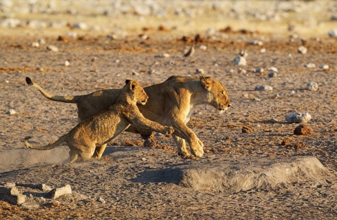 Lion
