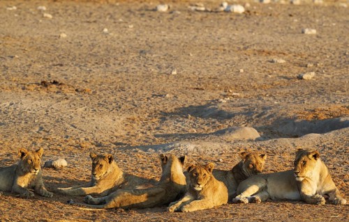 Lion
